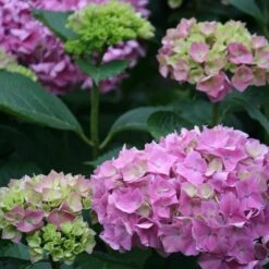 Hortensia