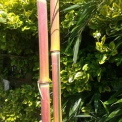 Reuzenbamboe