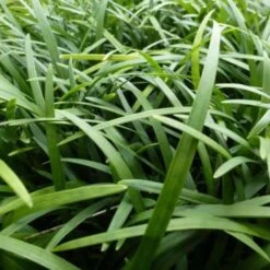 Slangebaard / Japans Slangengras