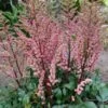 Pluimspirea