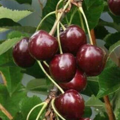 Kerselaar, Kersenboom, Zoete Kers