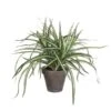 Kunstplant Dracaena In Pot Grijs - 40 × 34 Cm