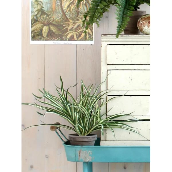 Kunstplant Dracaena In Pot Grijs - 40 × 34 Cm - Afbeelding 3