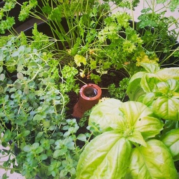 Bewateringssysteem Hydro Max Olla - M - Afbeelding 4