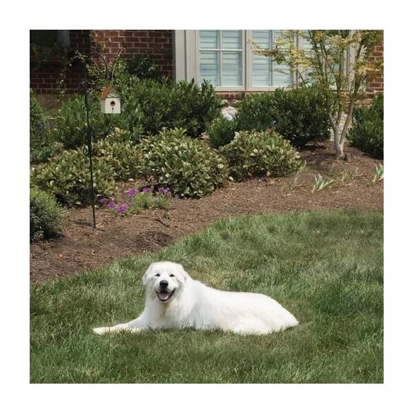 Pet Safe Outdoor Anti-blafhuisje - Afbeelding 4