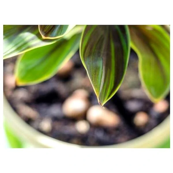 Substral Bladglans 250 Ml - Afbeelding 2