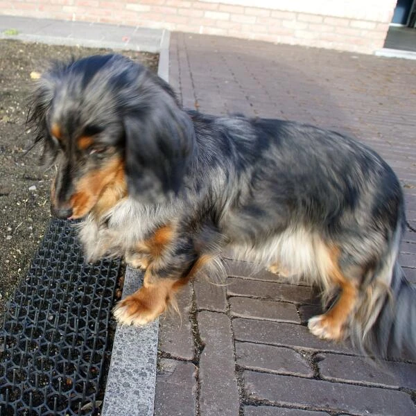 Dierenwerende Rasters - Anti-graven - Set Van 2 Stuks - Afbeelding 5