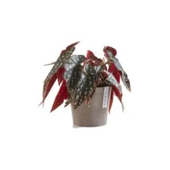 ECOPOTS Amsterdam Mini - Taupe Ø 13 Cm