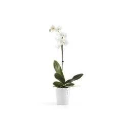 ECOPOTS Morinda Orchideeënpot - Pure White Ø 14 Cm