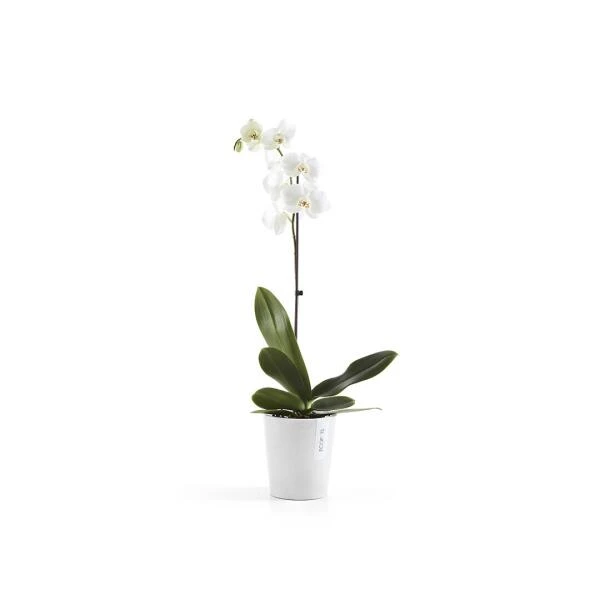 ECOPOTS Morinda Orchideeënpot - Pure White Ø 14 Cm