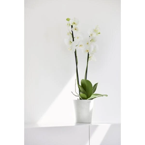 ECOPOTS Morinda Orchideeënpot - Pure White Ø 14 Cm - Afbeelding 3