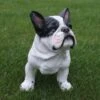 Franse Bulldog Tuinbeeld