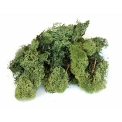 Ijslandmos 150 G - Donkergroen