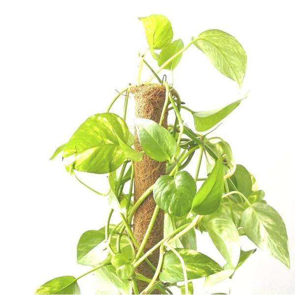 Kokos Kamerplantensteun - Plantstok Ø 45 Mm × 1,5 M - Afbeelding 4