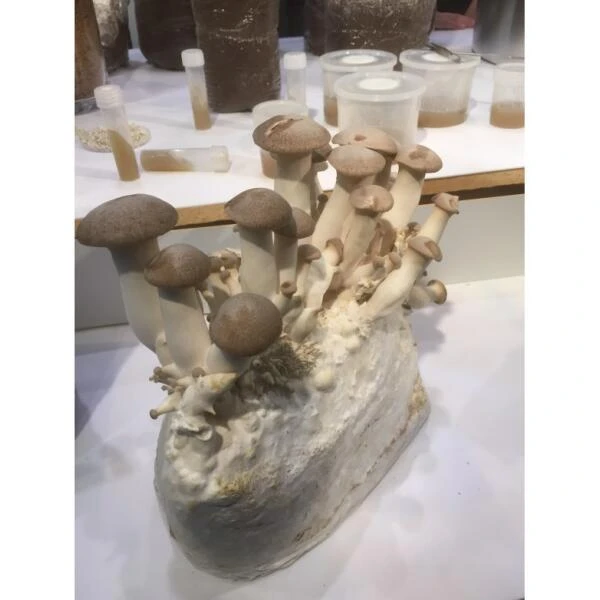 Kweekset 7,5 Liter Koningsoesterzwam - Afbeelding 2