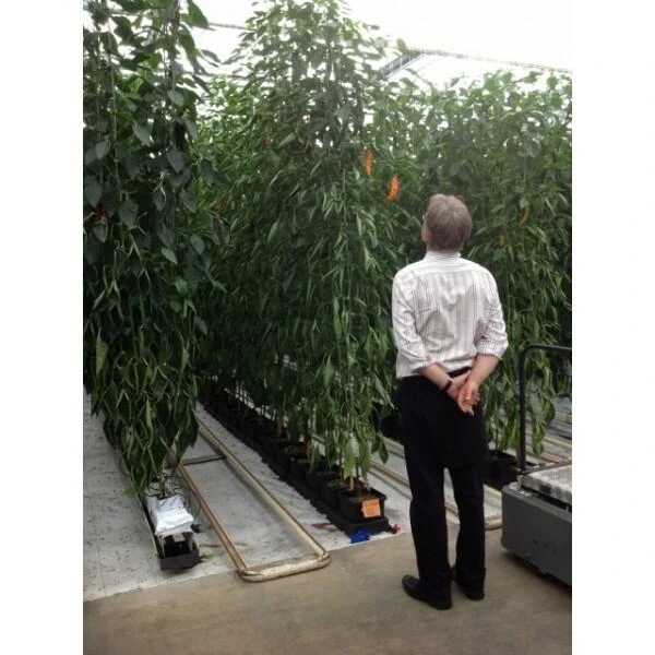 Kweeksysteem Met Automatische Bewatering - Afbeelding 3