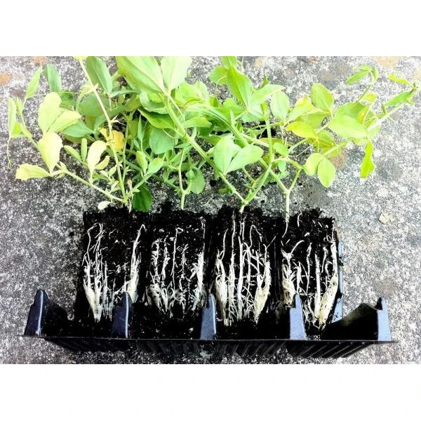 Kweektray Compact Rapid Root - 20 Cellen - Afbeelding 2