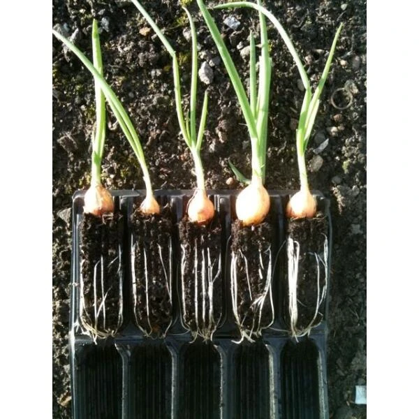 Kweektray Compact Rapid Root - 20 Cellen - Afbeelding 3