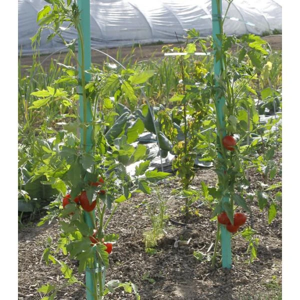 Plantensteun Voor Tomaten Met Waterreserve - 150 Cm - Afbeelding 2