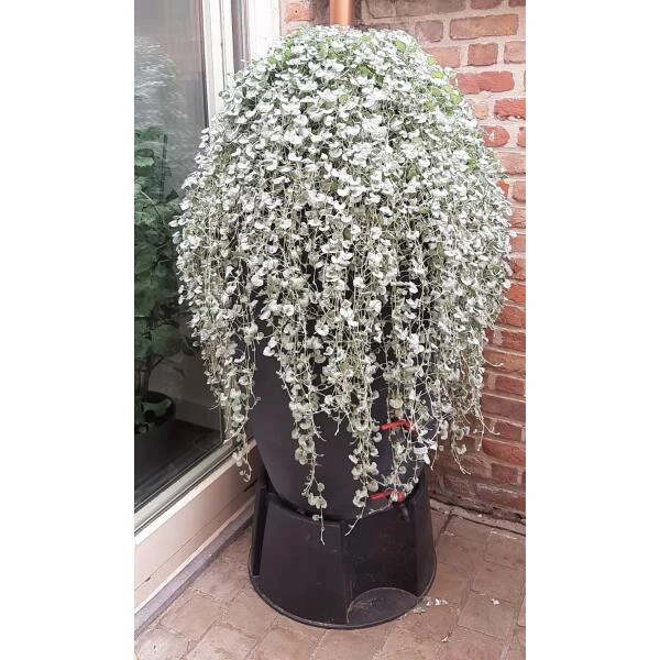 Regenton Antraciet - 360 Liter - Afbeelding 4