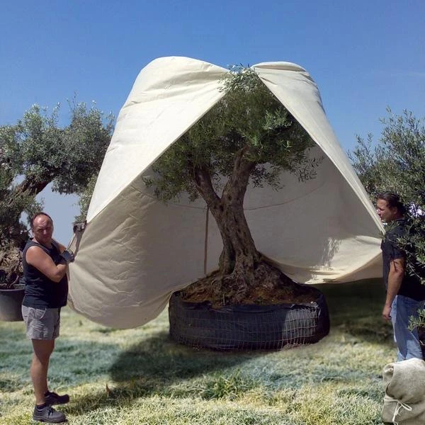 Reuze Thermobeschermhoes Voor Planten - 250 X 360 Cm - Afbeelding 4