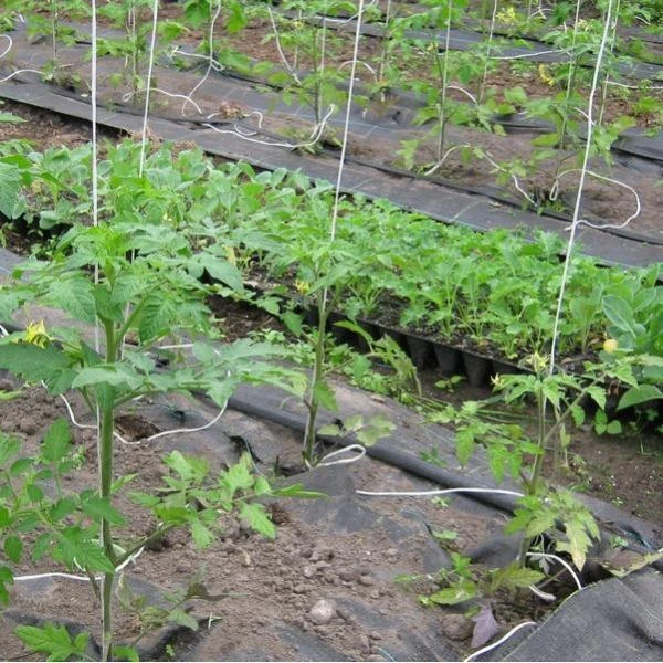 Tomatenkoorden - Tomatentouwen 220 Cm - Set Van 100 Stuks - Afbeelding 2
