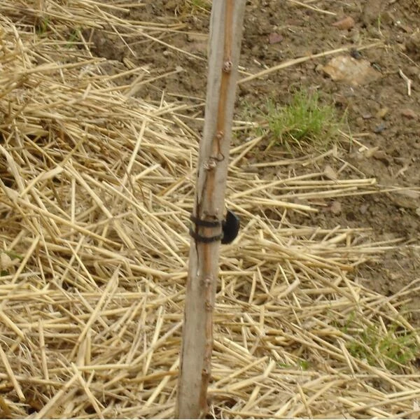 Vigne-fix 11 Cm Plantenbinder - 500 G - Afbeelding 2