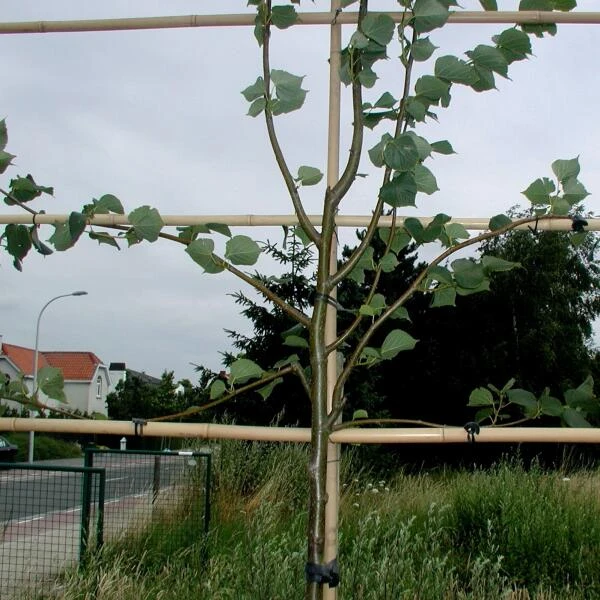 Vigne-fix 7 Cm Plantenbinder - 500 G - Afbeelding 3