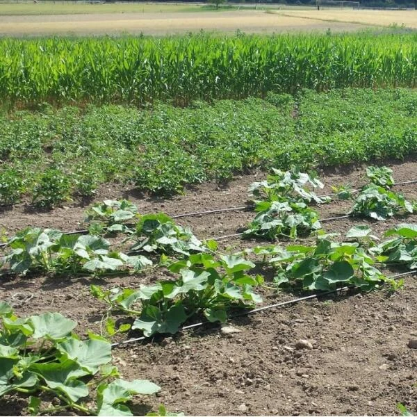 Vloeidarm Rol 250 Meter - Afbeelding 3