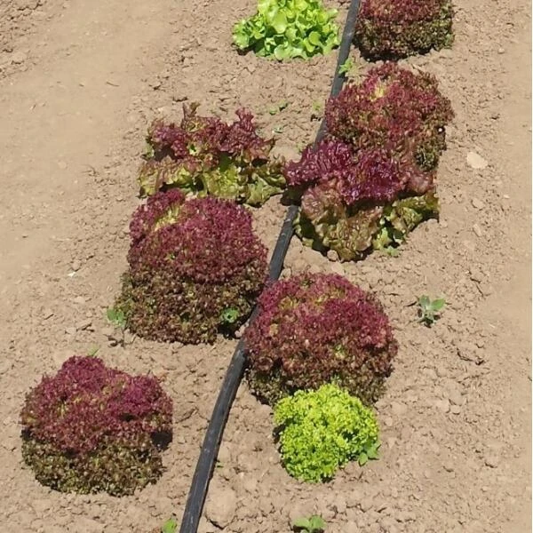 Vloeidarm Rol 250 Meter - Afbeelding 2